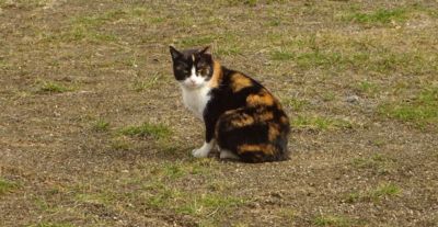 Jsem strašný tygr! Mňau!