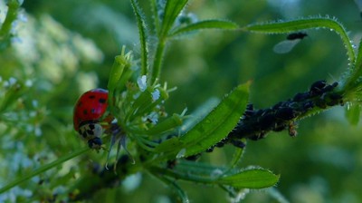 Jsem tu kvůli mšicím