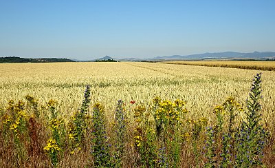 Než přijede kombajn
