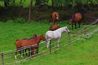 Když koně  - tak koně :-)