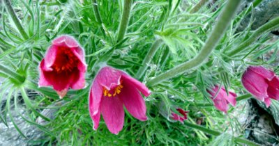 Koniklece na konci dubna