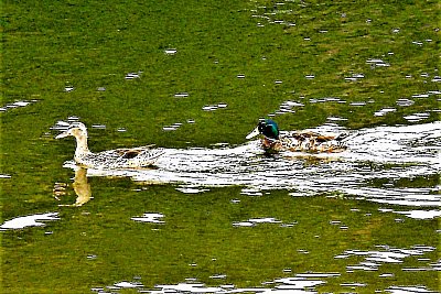 Včera byla povolná a dnes dělá drahoty...