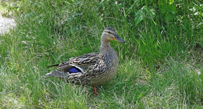 Kačka od Prášilského jezera