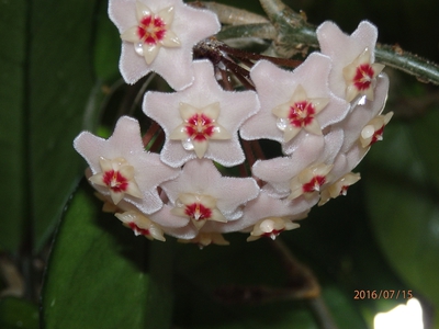 Kapky nektaru na voskovce