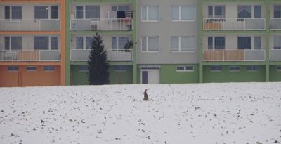 Tak kdo mě vezme do pelíšku dneska?