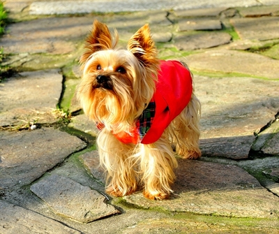 Kdy  dostanu ten pamlsek ??