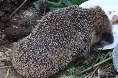 Když je hlad,chutná i ve dne