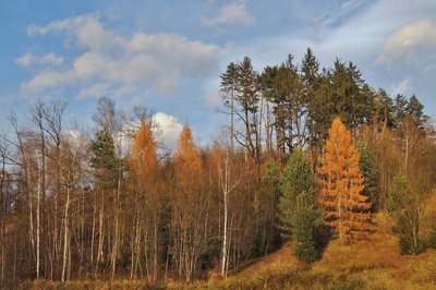 Když modříny zlátly