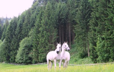 Když se zamiluje kůň...