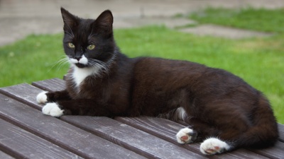 Kočičí slečna ...