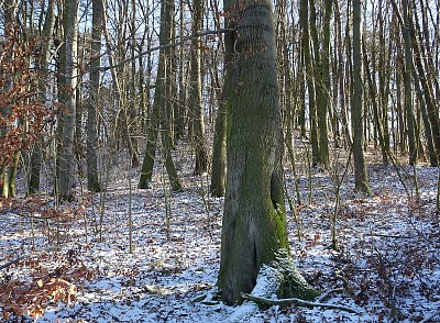 Vrchol sopky Komorní hůrka °