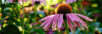 Konec babího léta ...