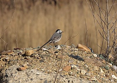 Z dálky přiletěl jsem k vám,  brzy nebudu tu sám (konipas bílý)