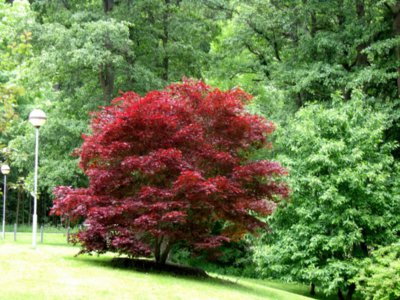 Kontrast barev v parku