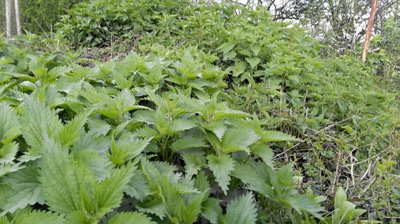 Naše superpotravina - kopřiva