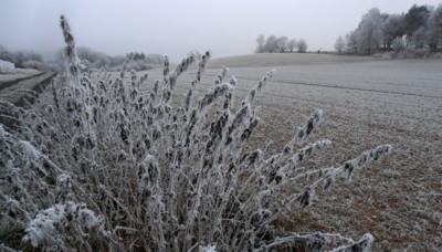 Kopřivu mráz nespálí