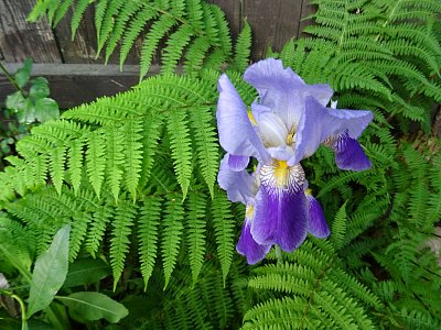 Kosatec v kapradině