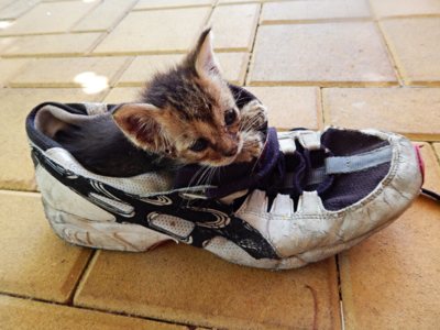 Kotě v botě
