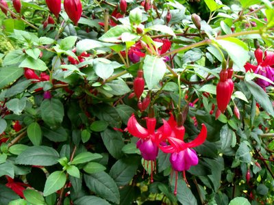 Krása fuchsií