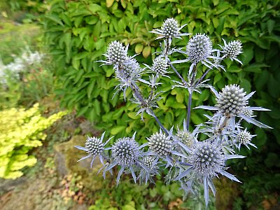 Krasavice Máčka...