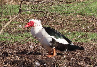 Kráska, co se schovává