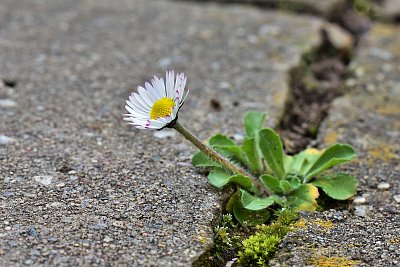 Kráska sedmikráska.