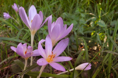 Krásný posel podzimu