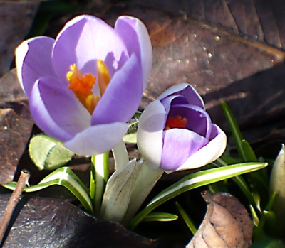 Krokus -posel jara