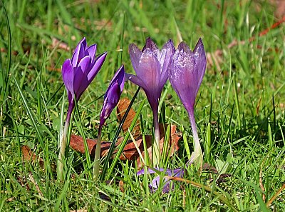 Krokusové potěšení