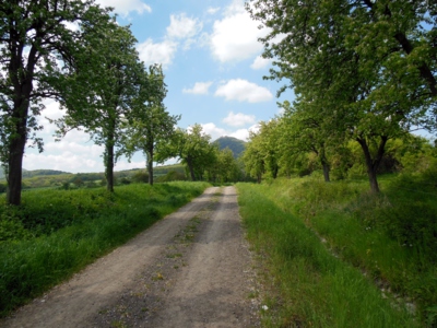 Kudy, kudy cestička . . .