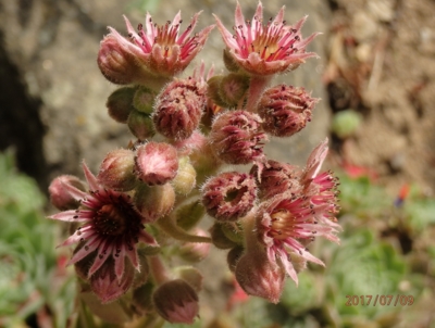 Květ netřesku na skalce