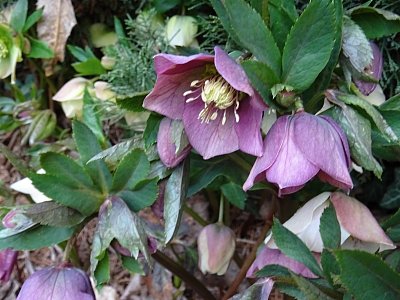 Kvetoucí Čemeřice..