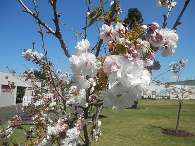 Kvetoucí Nový Zéland