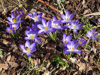 Kvetu pro včeličky...