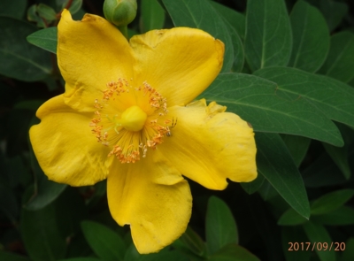 Kvetu si jako by amni nebyl podzim...