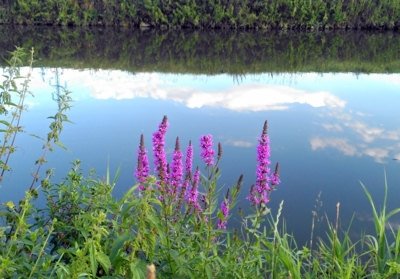 Kyprej vrbice na břehu Dřevnice