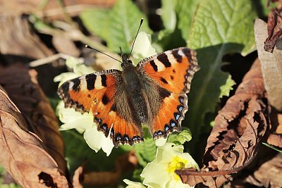 Babočka kopřivová*