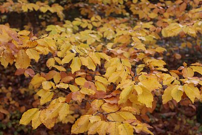 Okolo nás zlaté listí