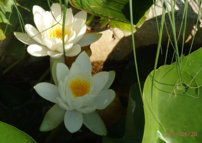 Leknín v jezírku..