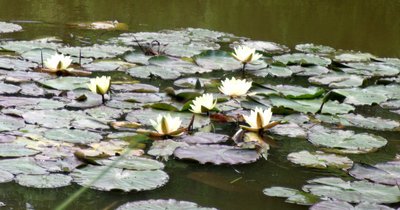 Lekníny na jezírku zámku Chyše