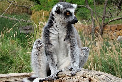 Hurá do ZOO! Otevřou se také botanické zahrady či farmářské trhy. Další rozvolňování bude asi řídit nový ministr