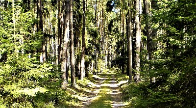 Znám jednu cestu lesní...