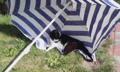 Kočičí dovolená...