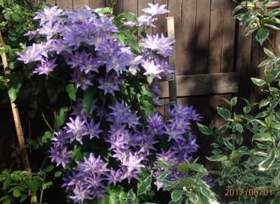 Letošní úroda klematisu