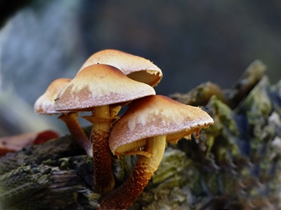 Libuše Heulerová - Podzimní houbičková, podzim.jpg