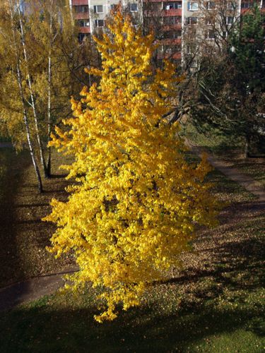 Třešeň v listopadu