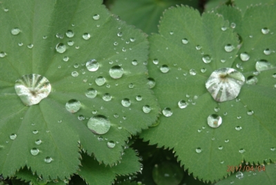 Listy kontryhele po dešti