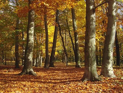 Podzim na litoměřickém Střeleckém ostrově