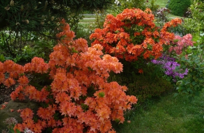 Loňské azalky - letošní bohužel zmrzly