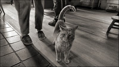 Až přijde kocour *